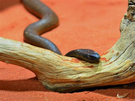 inland taipan   venomous snake   world  vienna aqua