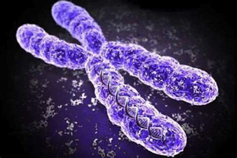 X Doesn T Mark The Spot Real Shape Of Chromosomes Revealed The Verge