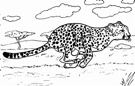 animal coloring pages cheetah lovely cheetah coloring page edenolur