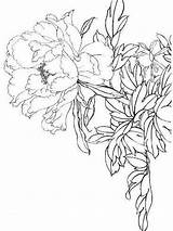 Coloring Peony Flower Pages Flowers Printable Line Template Color sketch template