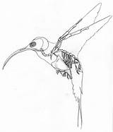 Skeleton Bird Drawing Hummingbird Skull Humming Search Google Getdrawings Anatomy Tattoo Drawings Tattoos Inspiration Birds Artwork Raven Animal Skeletons Body sketch template