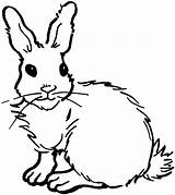 Rabbit Coloring Pages Bunny Animals Cute Drawing sketch template
