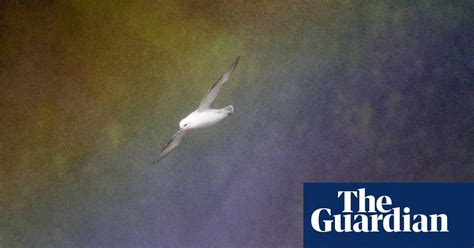 2018 Bird Photographer Of The Year In Pictures Environment The