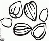 Seeds Coloring Sunflower Pages Nuts Ingredients Food Almonds sketch template