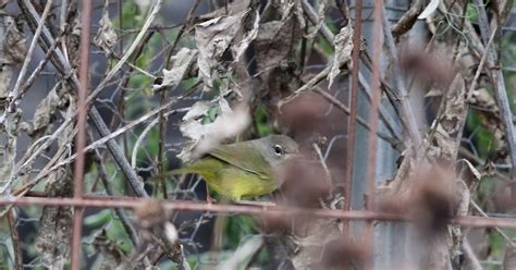 pioneer birding ma macgillivrays warbler  hadley