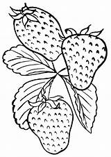 Strawberries Coloring Pages Print sketch template