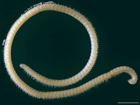 researchers discover new species of leggy millipede in