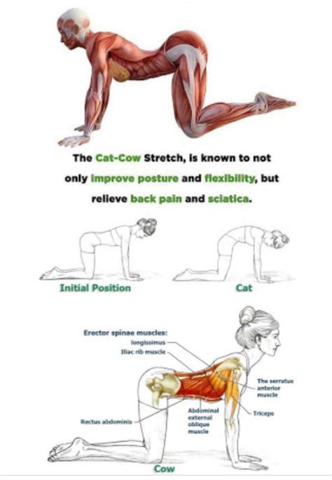 cat cow stretch how to do cat to cow pose popsugar fitness repeat