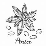 Anise sketch template