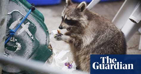 Toronto Lockdown Brings Humans And Raccoons Together Neither S Happy