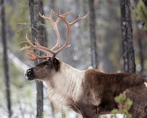 americas gray ghosts  disappearing caribou   york times