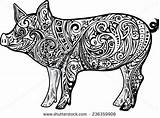 Pig Shutterstock Monochrome Coloring Adult Stock Vector Cupoftea Pages Pattern Animals Zentangle Portfolio sketch template