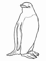 Penguin Gentoo Coloring Pages Printable Color sketch template