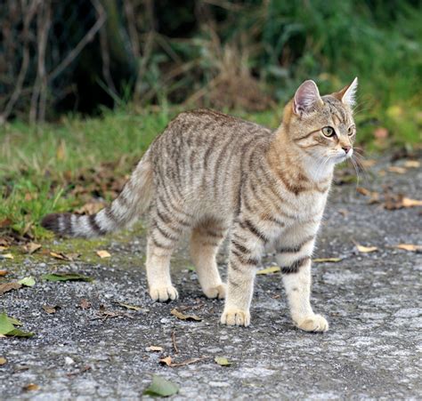 images fauna whiskers vertebrate attention domestic cat bobcat pride mackerel