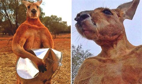Meet The Hench 14st Kickboxing Kangaroo With More Muscles Than Most Men