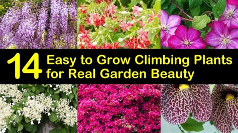 easy  grow climbing plants  real garden beauty