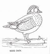 Duck Coloring Wood Pages Drawings Drawing 14kb Google Choose Board Search sketch template