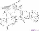 Lobster Spiny Lobsters Wikiclipart Designlooter sketch template