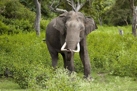 Indian Elephant Wikipedia