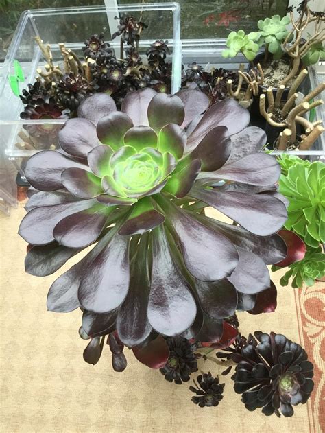 Photo Of The Entire Plant Of Aeonium Cyclops Posted By Bindin40