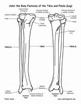 Tibia Fibula Features Leg Bony Lower Coloring Anatomy Skeletal System Calf Exploringnature Quiz sketch template