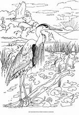 Coloring Pages Birds Book Bird Sheets Dover Publications Beautiful Heron Printable Welcome Colouring Doverpublications Color Adults Books Blue Adult Haven sketch template