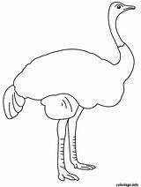Autruche Colorier Ostrich Avestruz Coloriages Imprimé Fois Gratuit sketch template