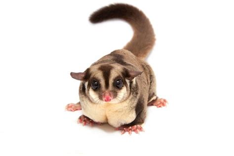 sugar gliders bark  lot explained  quick facts family life share