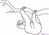 Sloth Leniwiec Sloths Rainforest Bicho Sheets Kapok Adult Wiszący Kidocoloringpages Getdrawings Arlo Preguica Mandala Kolorowanki Coloringbay Obrazek Segurando Galho Druku sketch template