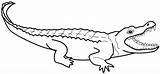 Coloring Alligator Pages Crocodile Outline Printable Kids Color Nile Caiman Print Clipart Colouring 325px 09kb Clipartmag Getdrawings Getcolorings sketch template