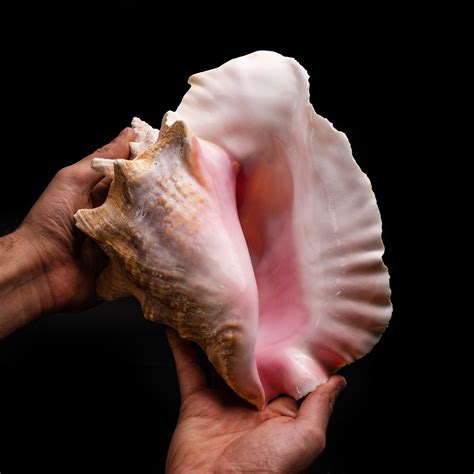pink conch shell astro gallery touch  modern