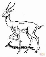 Coloring Antelope Antylopa Impala Kolorowanki Antylopy Kolorowanka Gazela Colorare Disegni Coloriages Gnu Druku Drukuj Mammifère Printmania sketch template