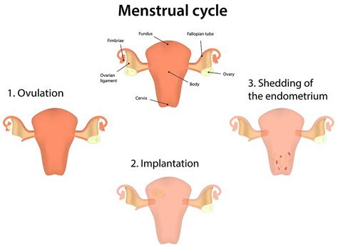 menstruation cramps  solutions