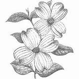 Dogwood Rubber sketch template