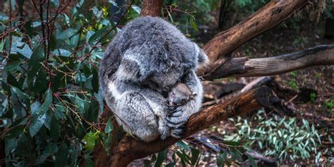 Der Koala Hier Könnt Ihr Die Beuteltiere Beobachten