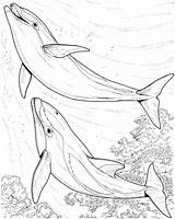 Dolphin Coloring Pages Dolphins Drawing Print Two Animal Jumping Sea Colouring Printable Animals Adults Realistic Drawings Adult Kids Line Color sketch template