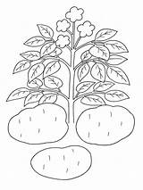 Potato Coloring Pages Plant Drawing Getdrawings Print Vegetables Recommended sketch template