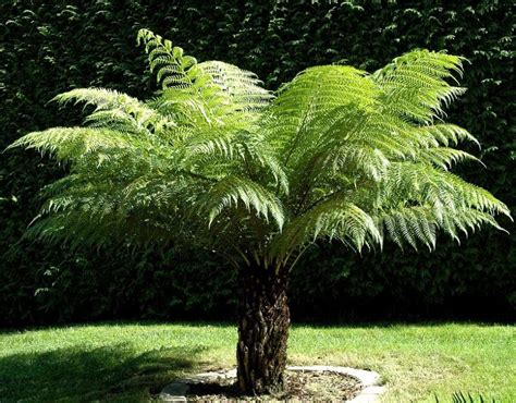 soft tree fern dicksonia antarctica 1 foot