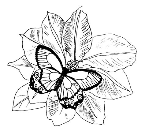 flower butterfly coloring pages clip art library