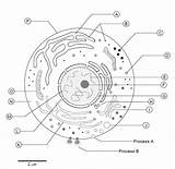 Unlabeled Labeling Ultrastructure Eukaryotic Organelles Worksheeto Cronodon Getdrawings Anatomy Generalized sketch template