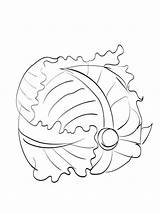 Cabbage Coloring Pages Vegetables Kids Recommended sketch template