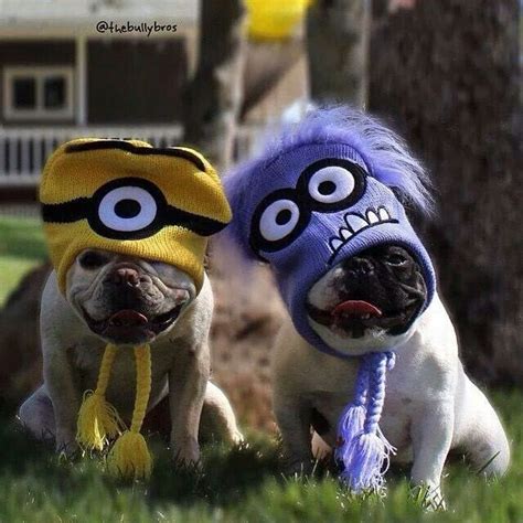 minions cute puppies dogs  puppies cute dogs doggies baby