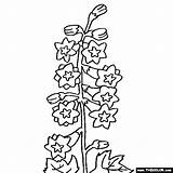 Delphinium Flower Larkspur Thecolor Designlooter 560px 74kb sketch template