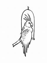 Coloring Pages Cockatoos Cockatoo Birds Recommended sketch template