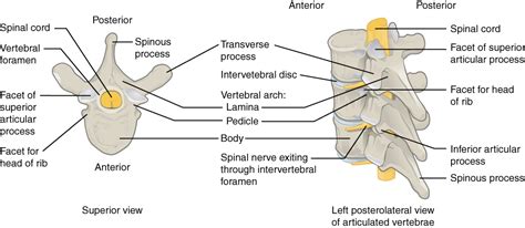 vertebral column anatomy  physiology