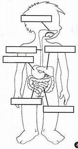 Apparato Digerente Scienza sketch template