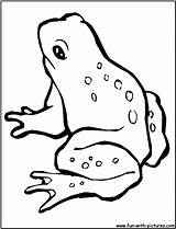 Frog Grenouille Coloriage Animaux Coloriages sketch template