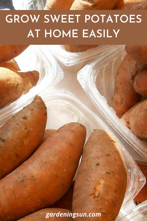 grow sweet potatoes  home easily   growing sweet potatoes