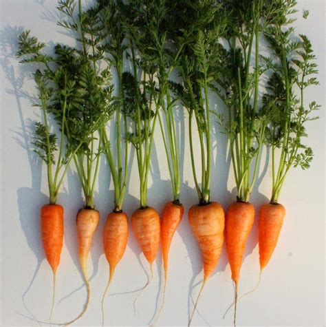 baby carrots oahu fresh