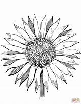 Sunflower Coloring Pages Color Drawing Printable Template Adults Sunflowers Colouring Kids Print Simple Flowers Drawings Van Getdrawings Getcolorings Supercoloring Colorings sketch template